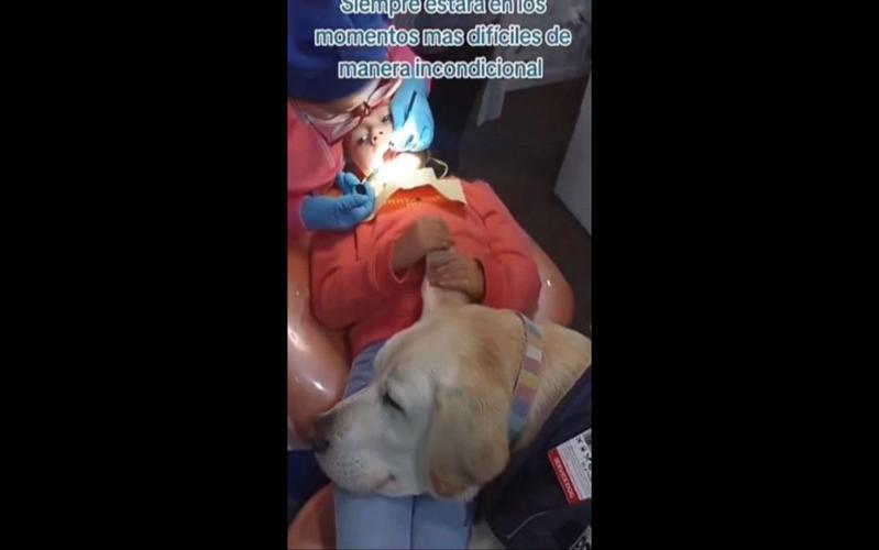 牙科治療犬