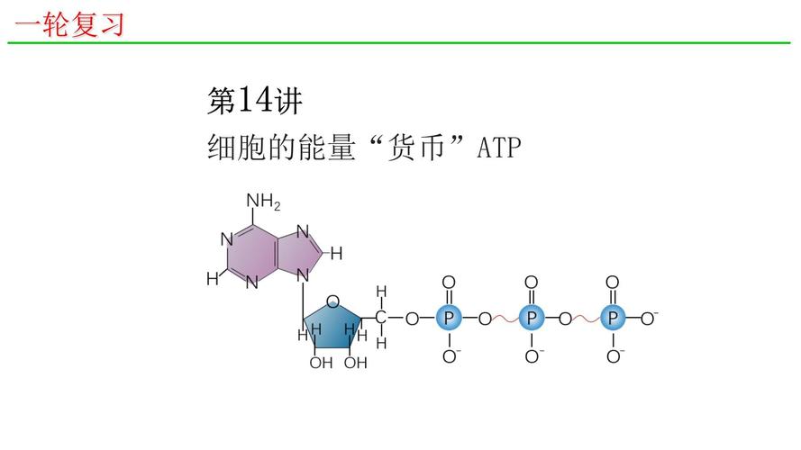 驅(qū)動蛋白有ATP酶活性嗎，驅(qū)動蛋白和動力蛋白